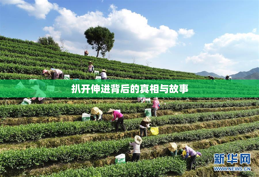 扒开伸进背后的真相与故事