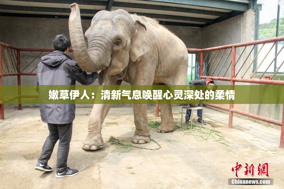 嫩草伊人：清新气息唤醒心灵深处的柔情
