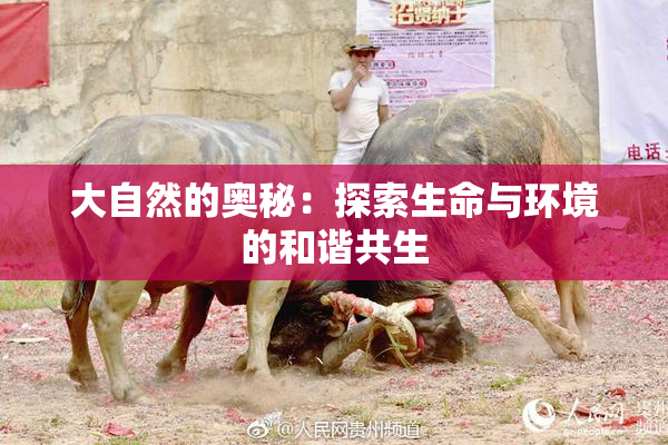 大自然的奥秘：探索生命与环境的和谐共生