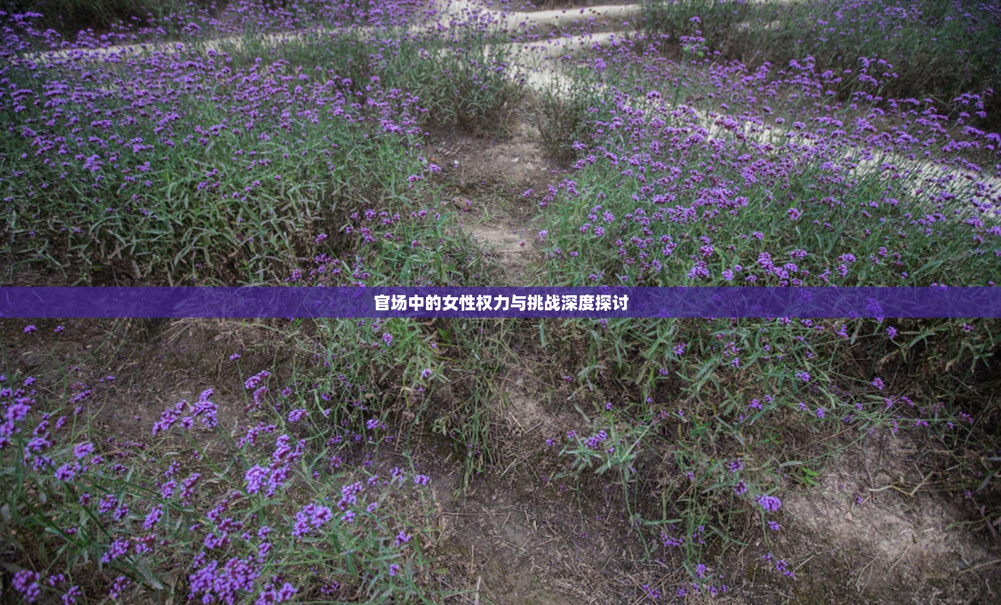 官场中的女性权力与挑战深度探讨