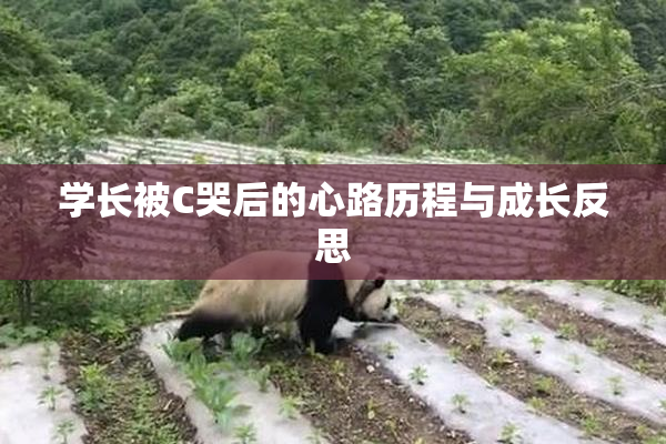 学长被C哭后的心路历程与成长反思