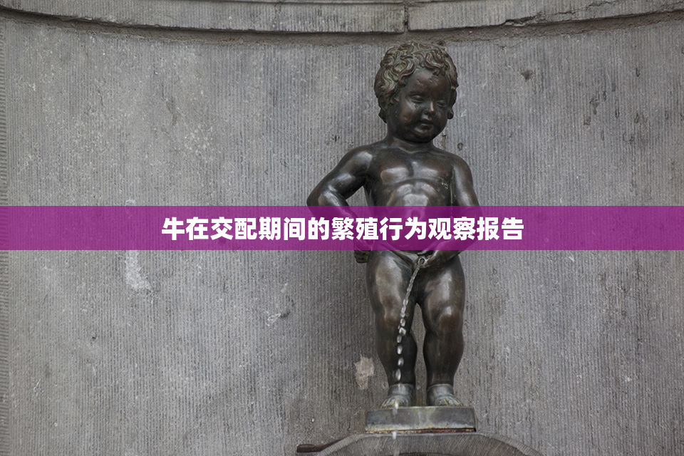 牛在交配期间的繁殖行为观察报告