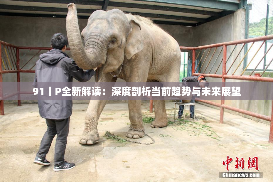 91丨P全新解读：深度剖析当前趋势与未来展望