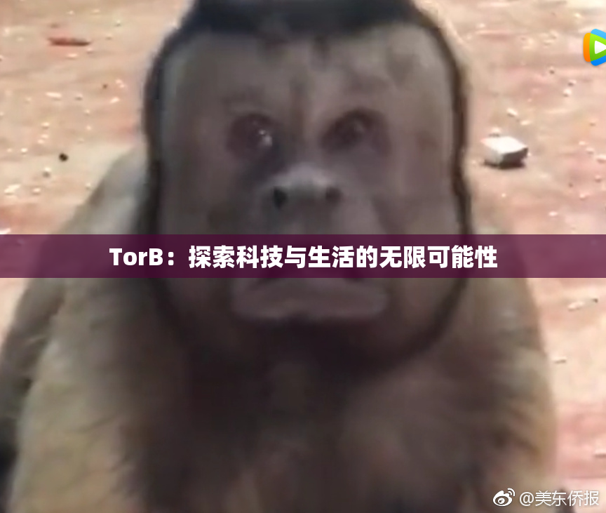 TorB：探索科技与生活的无限可能性