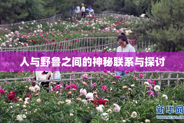 人与野鲁之间的神秘联系与探讨