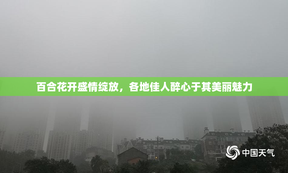 百合花开盛情绽放，各地佳人醉心于其美丽魅力