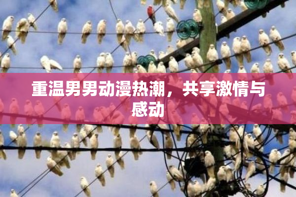 重温男男动漫热潮，共享激情与感动