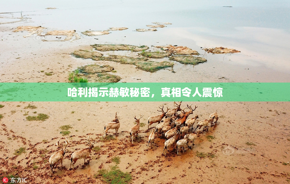 哈利揭示赫敏秘密，真相令人震惊
