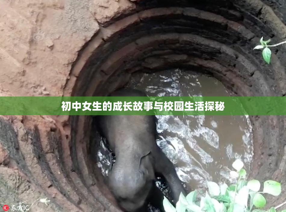 初中女生的成长故事与校园生活探秘