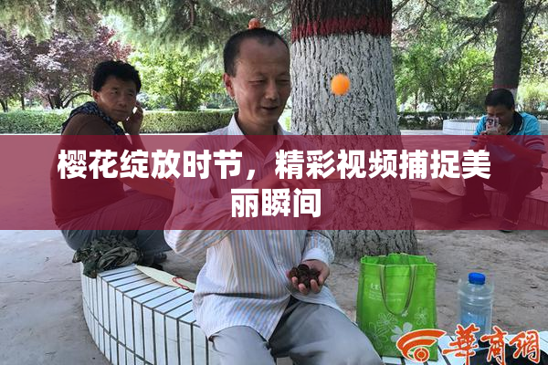 樱花绽放时节，精彩视频捕捉美丽瞬间