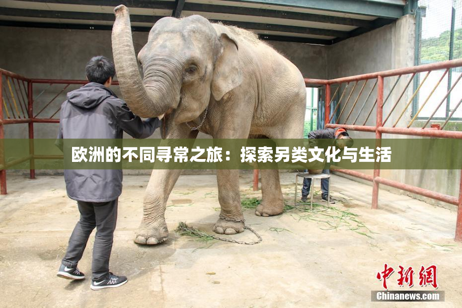 欧洲的不同寻常之旅：探索另类文化与生活