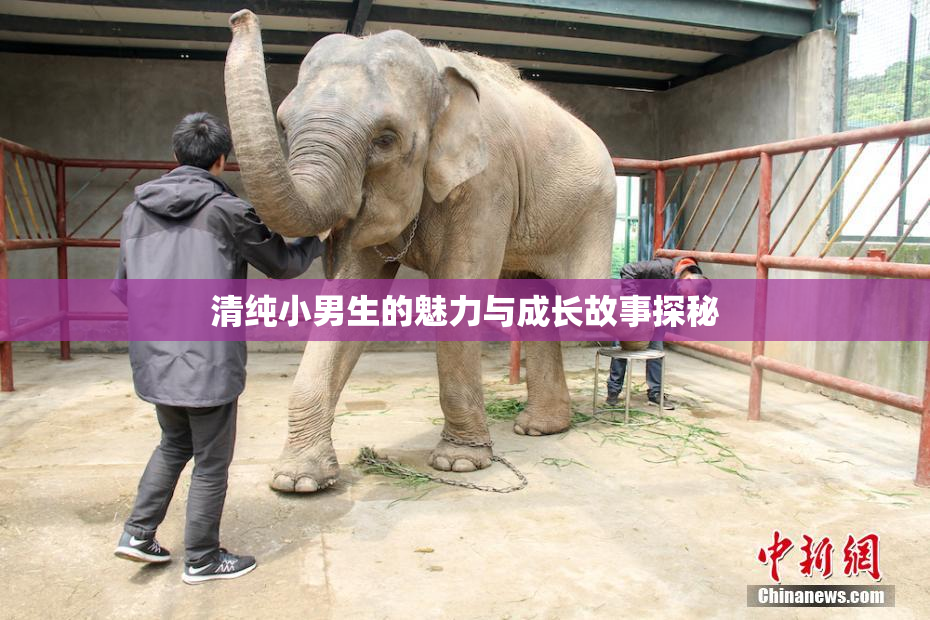 清纯小男生的魅力与成长故事探秘