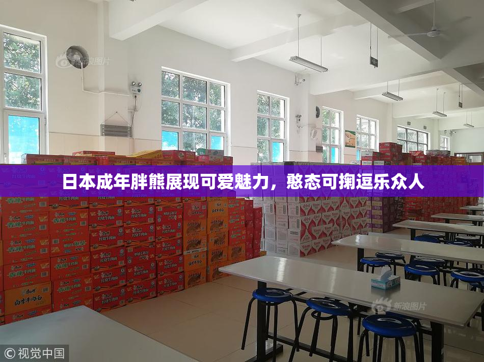 日本成年胖熊展现可爱魅力，憨态可掬逗乐众人