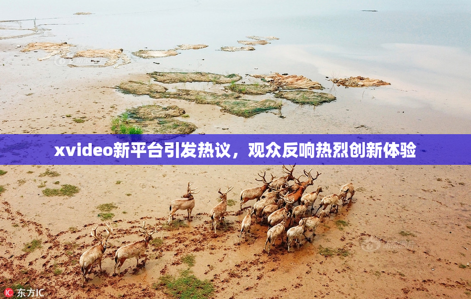 xvideo新平台引发热议，观众反响热烈创新体验