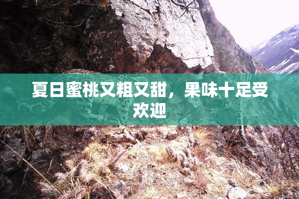 夏日蜜桃又粗又甜，果味十足受欢迎