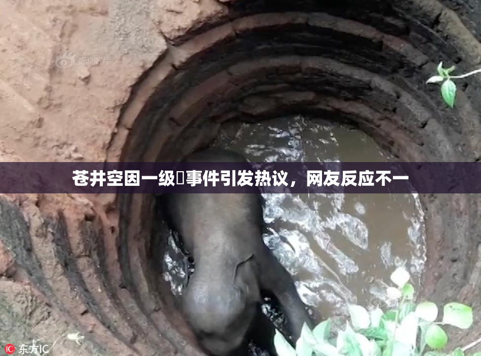 苍井空因一级婬事件引发热议，网友反应不一