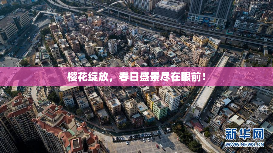 樱花绽放，春日盛景尽在眼前！