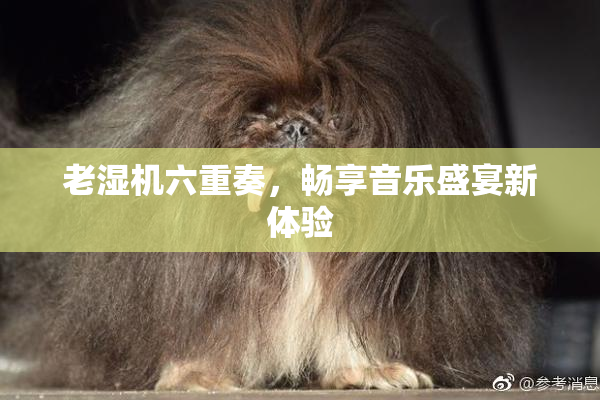 老湿机六重奏，畅享音乐盛宴新体验