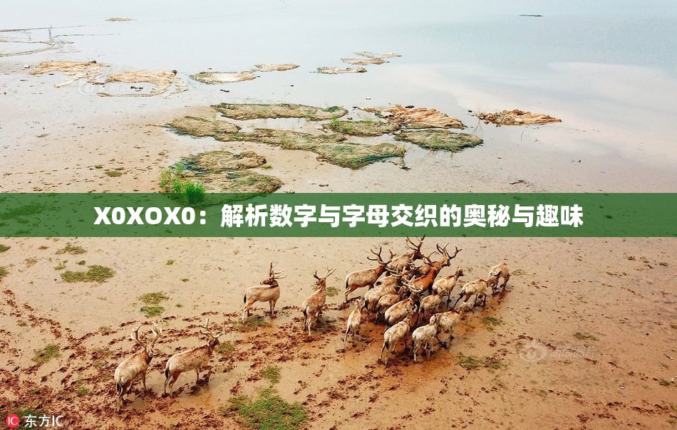 X0XOX0：解析数字与字母交织的奥秘与趣味