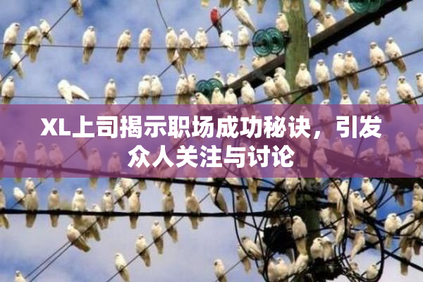 XL上司揭示职场成功秘诀，引发众人关注与讨论