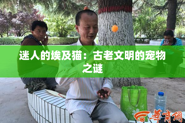 迷人的埃及猫：古老文明的宠物之谜