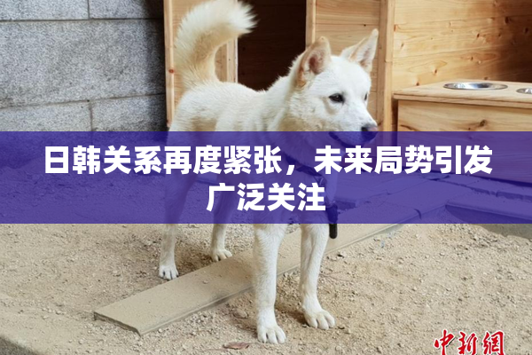 日韩关系再度紧张，未来局势引发广泛关注