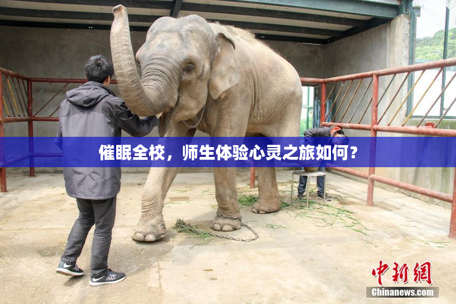 催眠全校，师生体验心灵之旅如何？