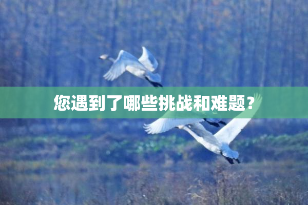 您遇到了哪些挑战和难题？
