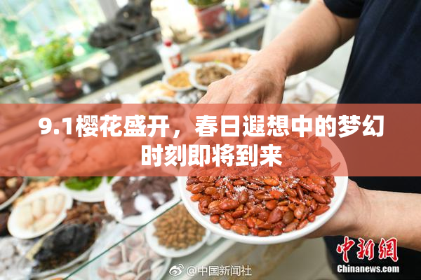 9.1樱花盛开，春日遐想中的梦幻时刻即将到来