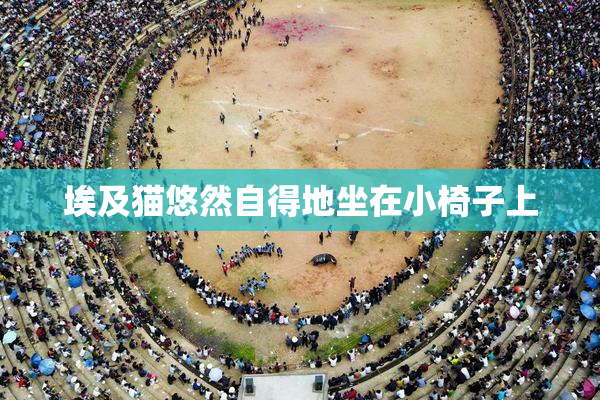 埃及猫悠然自得地坐在小椅子上