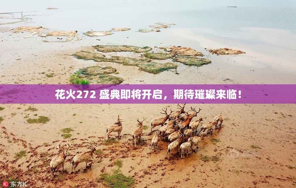花火272 盛典即将开启，期待璀璨来临！