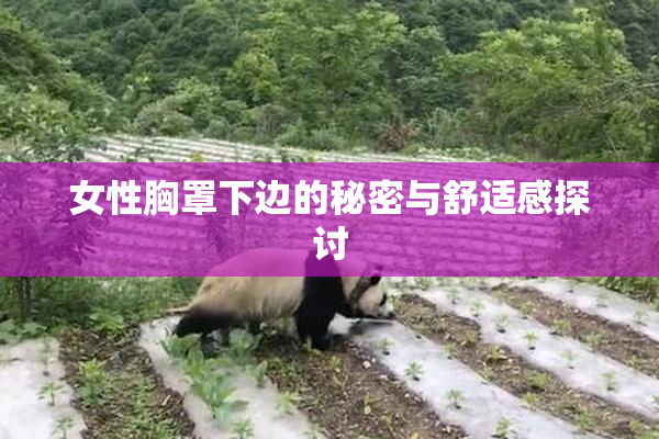 女性胸罩下边的秘密与舒适感探讨