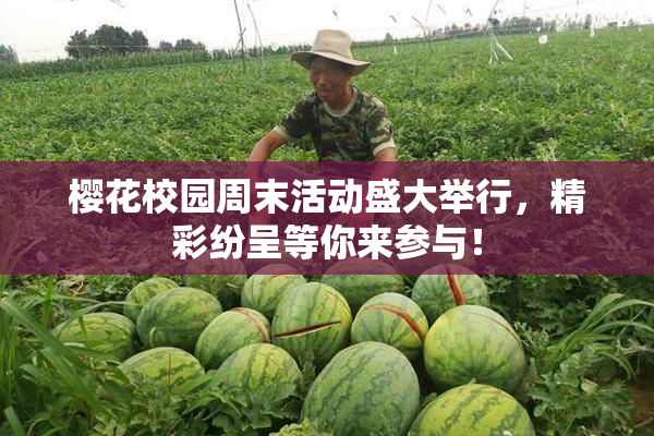 樱花校园周末活动盛大举行，精彩纷呈等你来参与！