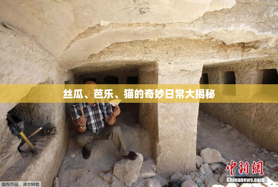 丝瓜、芭乐、猫的奇妙日常大揭秘