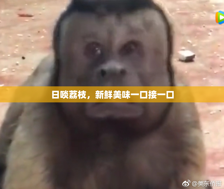日啖荔枝，新鲜美味一口接一口