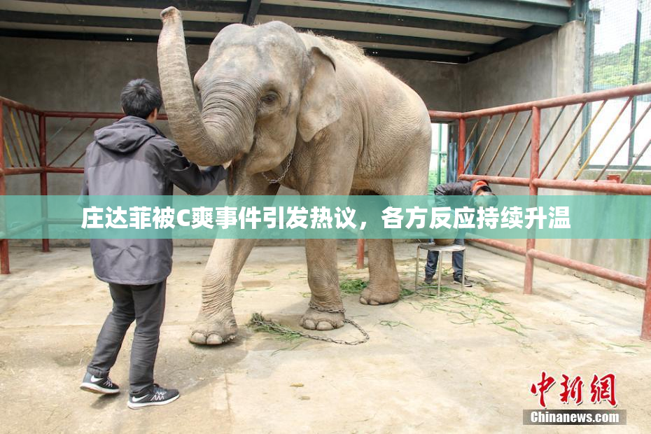 庄达菲被C爽事件引发热议，各方反应持续升温