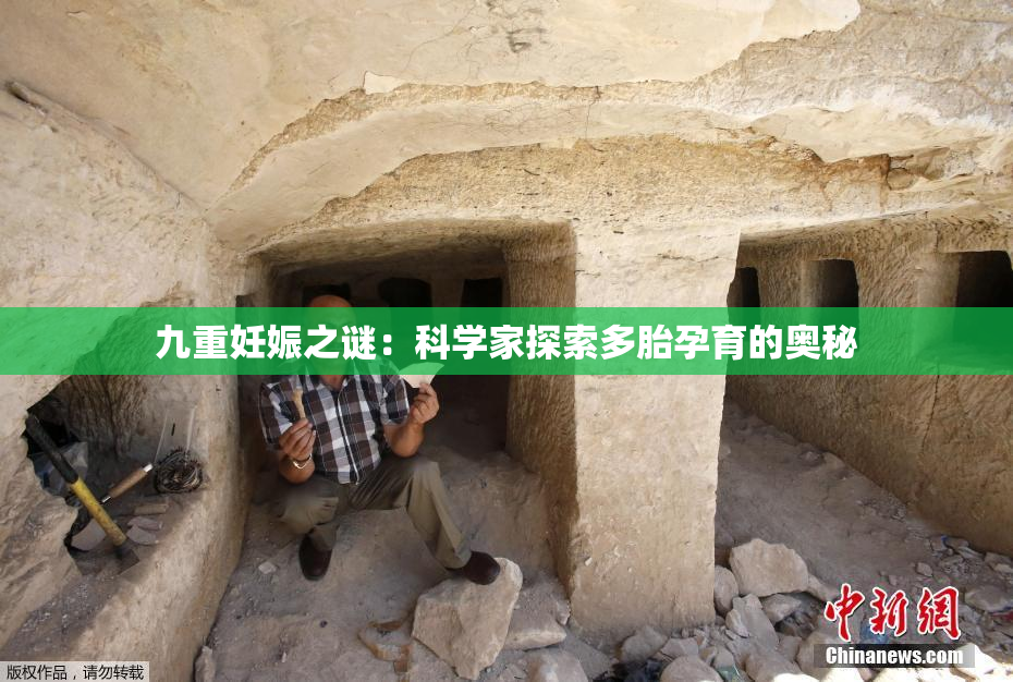 九重妊娠之谜：科学家探索多胎孕育的奥秘