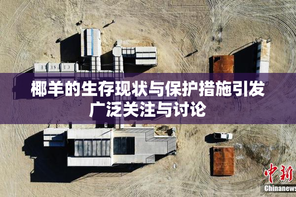 椰羊的生存现状与保护措施引发广泛关注与讨论