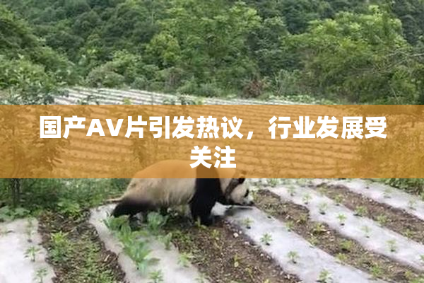 国产AV片引发热议，行业发展受关注