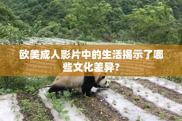 欧美成人影片中的生活揭示了哪些文化差异？