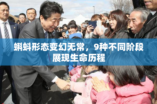 蝌蚪形态变幻无常，9种不同阶段展现生命历程