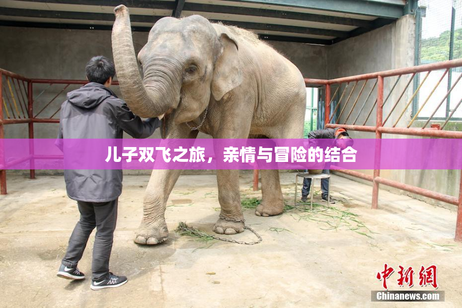儿子双飞之旅，亲情与冒险的结合
