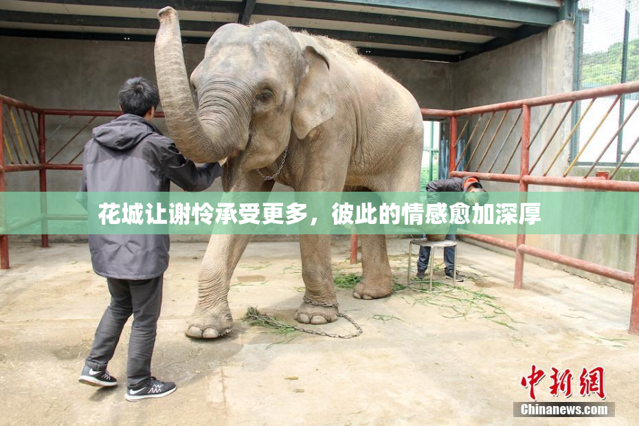 花城让谢怜承受更多，彼此的情感愈加深厚