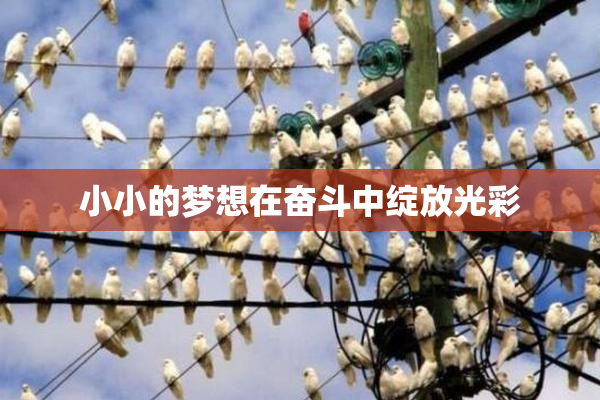 小小的梦想在奋斗中绽放光彩