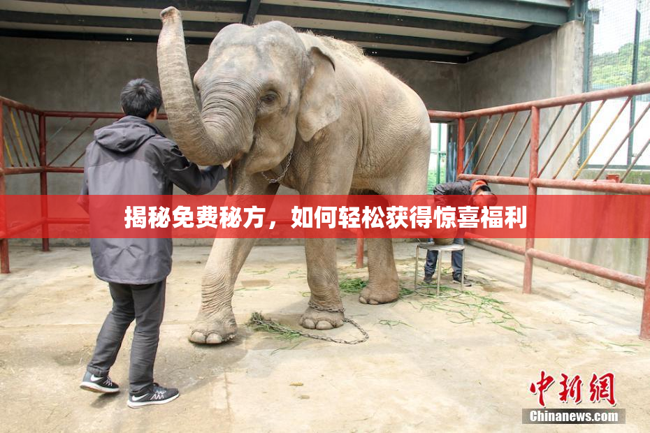 揭秘免费秘方，如何轻松获得惊喜福利