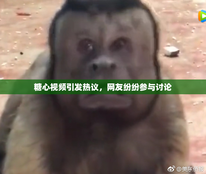 糖心视频引发热议，网友纷纷参与讨论