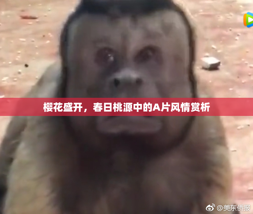 樱花盛开，春日桃源中的A片风情赏析