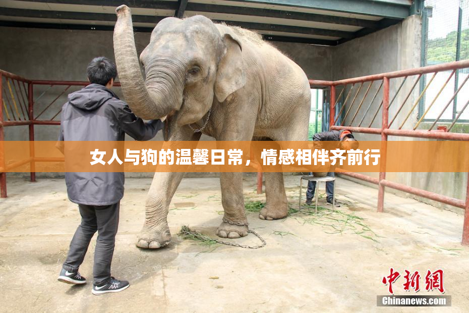 女人与狗的温馨日常，情感相伴齐前行