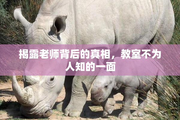揭露老师背后的真相，教室不为人知的一面