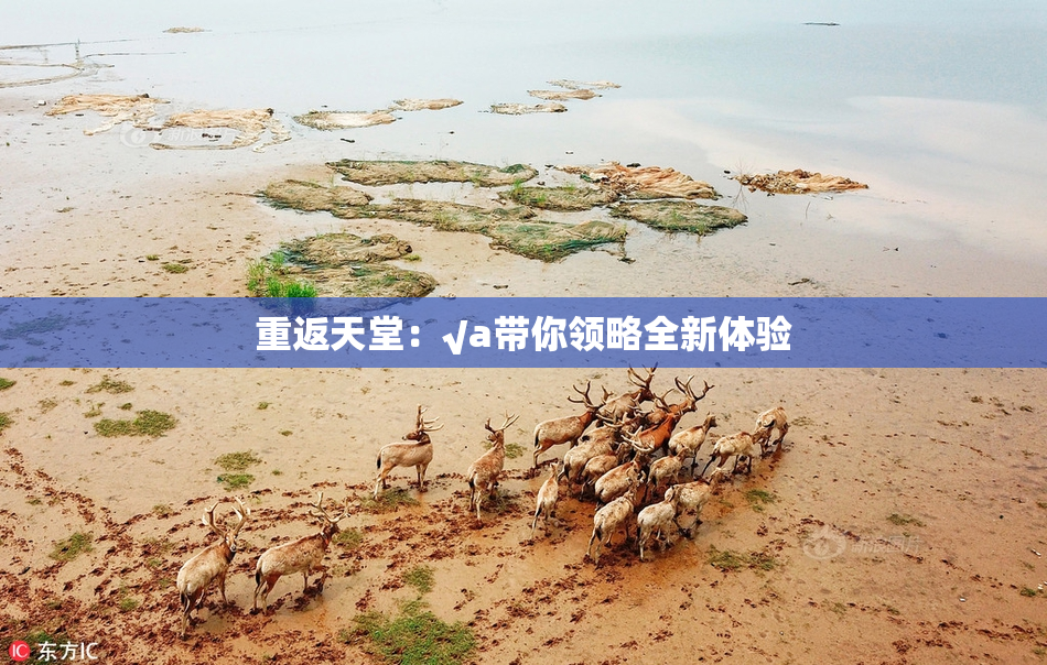 重返天堂：√a带你领略全新体验